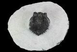 Bargain, Coltraneia Trilobite Fossil - Huge Faceted Eyes #108429-1